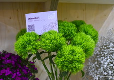 Limonium van Pan American.